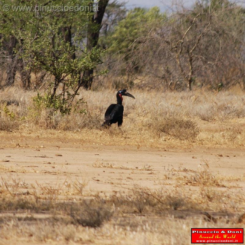 Ethiopia - 703 - Abyssinian Ground Hornbill.jpg